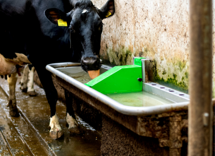 Spinder's Pingo drinking trough quenches thirst.