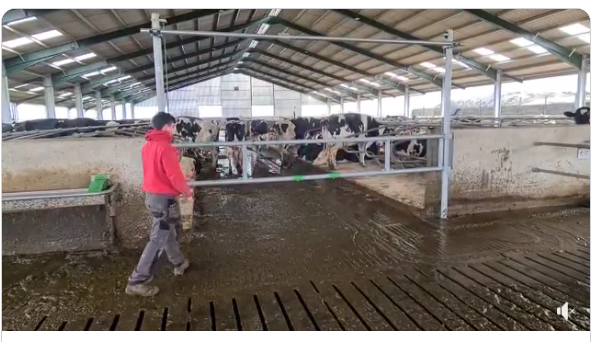 Spinder Dairy Housing Concepts