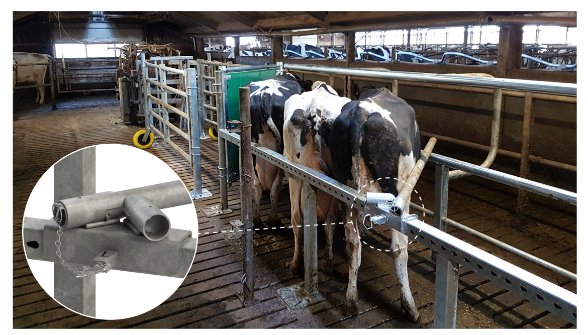 The cows are held in place by the locking bar