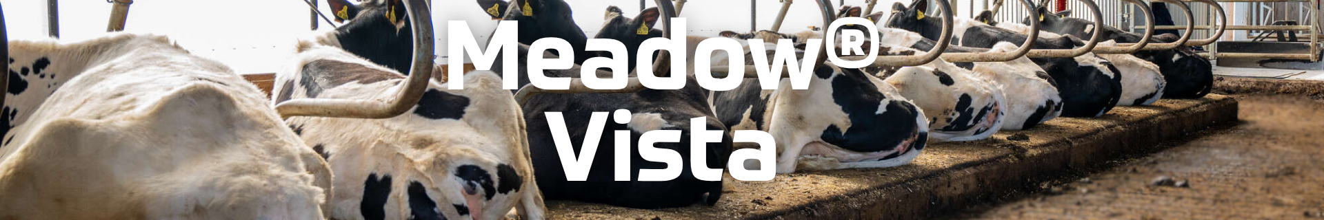 Meadow Vista