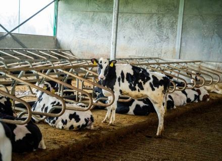 Youngstock housing: the foundation for future dairy cows