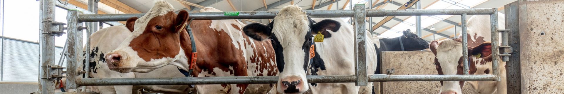 Dry cow housing: the foundation for a successful lactation