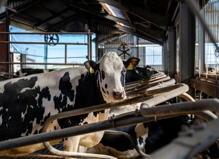Dry cow housing: the foundation for a successful lactation