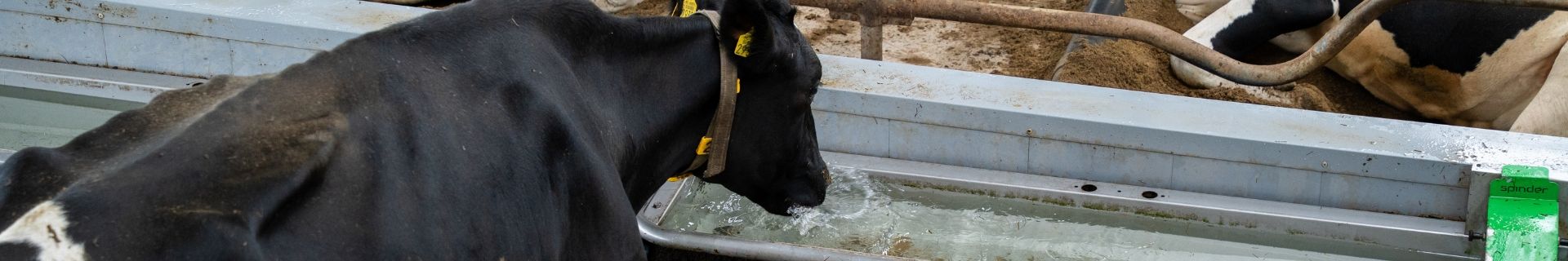 Dairy cattle drinking behaviour: preventing heat stress