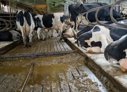 Dairy farm Dinkelman