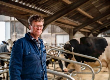 Renovation dry cows Kelder