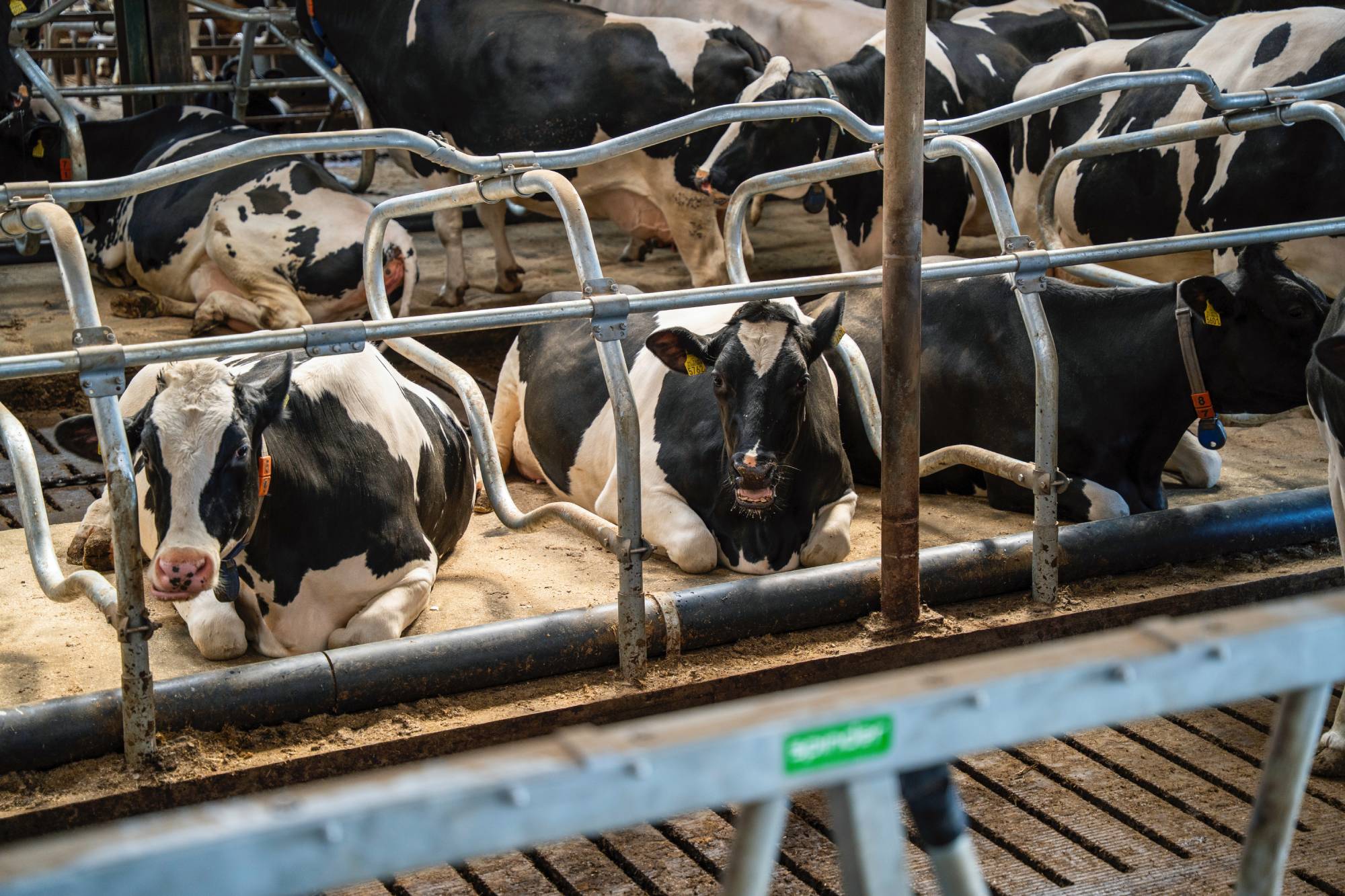 Liggende koeien op Meadow Mesa