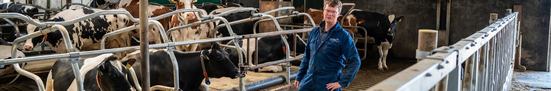 Renovation dry cows Kelder