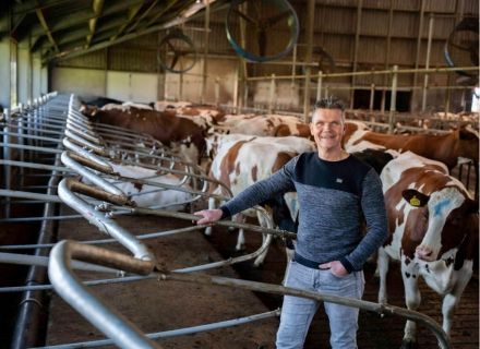 Renovation dry cows Klein Hegeman
