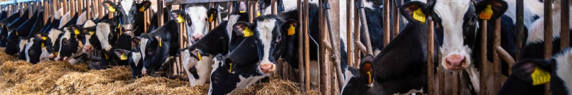 Renovation youngstock barn Reitsma