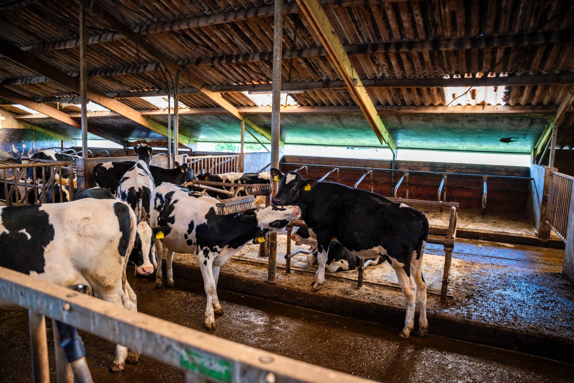 Groups in the youngstock barn