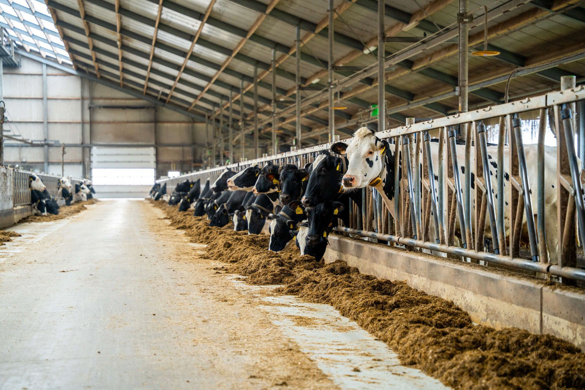 Highline safety feed fronts