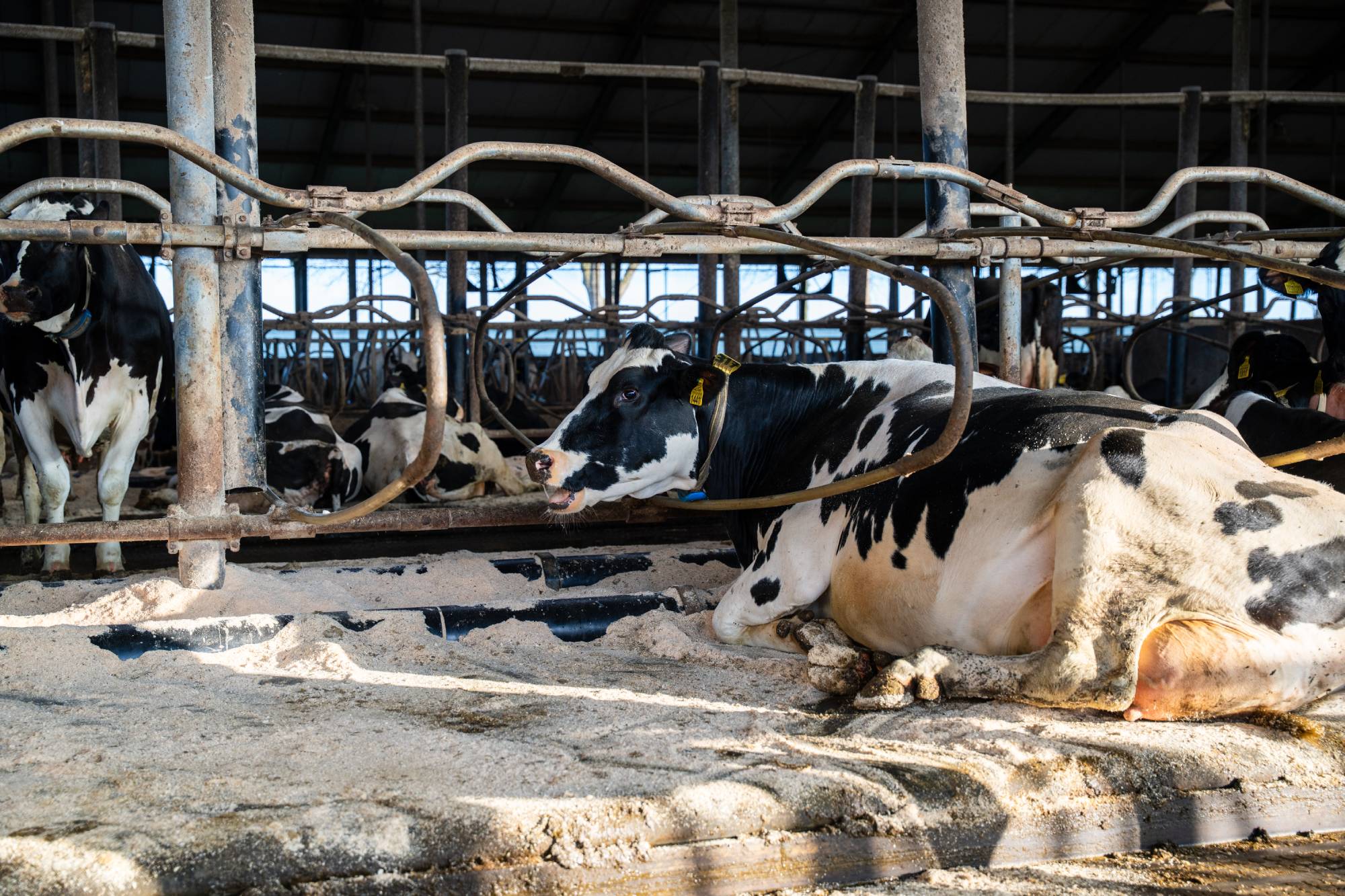 Meadow Mesa matrassen