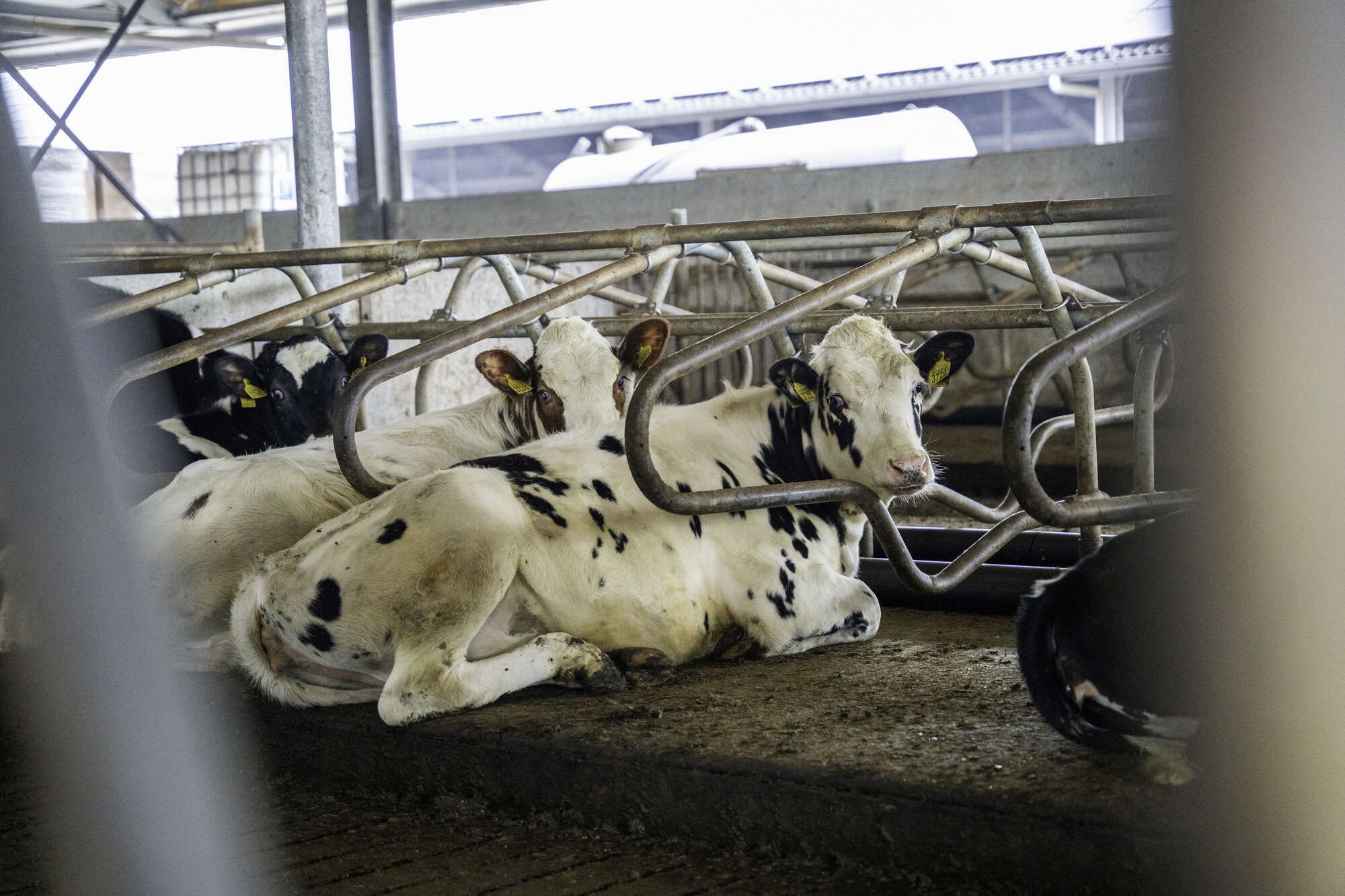 Cubicle youngstock barn